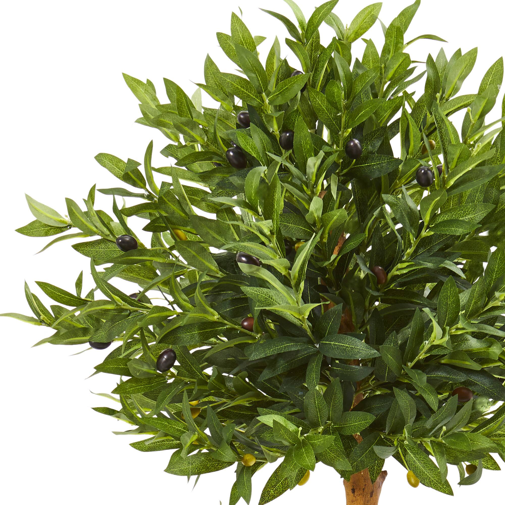 3ft. Potted Olive Topiary Tree